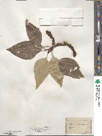 Populus balsamifera image