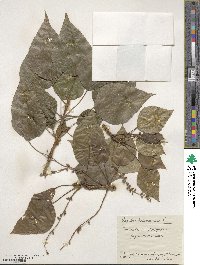 Populus balsamifera image