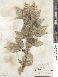 Populus laurifolia image