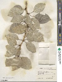 Populus laurifolia image