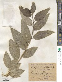 Populus laurifolia image