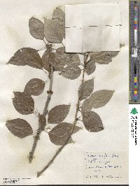 Populus laurifolia image