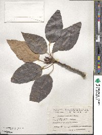 Populus trichocarpa image