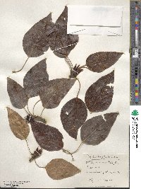 Populus trichocarpa image