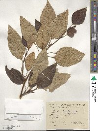 Populus trichocarpa image