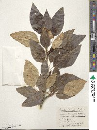 Populus trichocarpa image