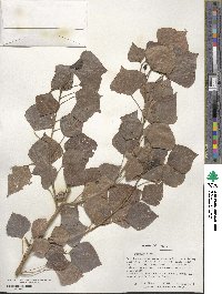 Populus nigra image