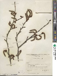 Populus nigra image