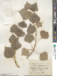 Populus nigra image