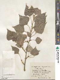 Populus nigra image