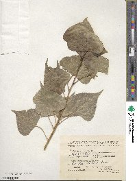 Populus nigra image