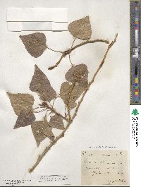 Populus nigra image