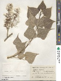 Populus nigra image