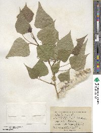 Populus nigra image