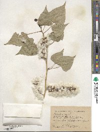 Populus nigra image