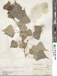 Populus nigra image