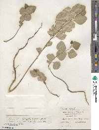 Populus nigra image