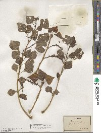 Populus nigra image