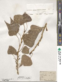 Populus nigra image