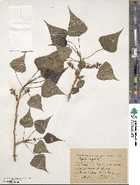 Populus nigra image