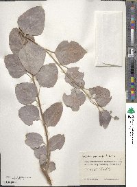 Populus pruinosa image