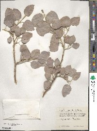 Populus pruinosa image