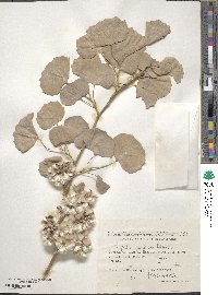 Populus pruinosa image