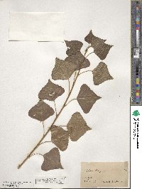 Populus nigra var. italica image