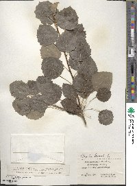 Populus tremula image