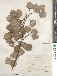 Populus tremula image