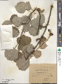 Populus tremula image