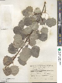 Populus tremula image