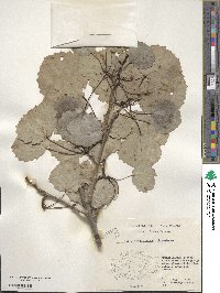 Populus tremula image