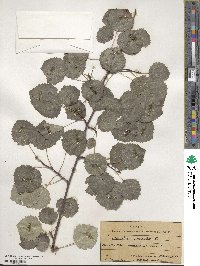 Populus tremula image