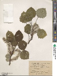 Populus tremula image