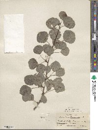 Populus tremula image