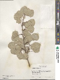 Populus tremula image