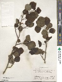 Populus tremula image