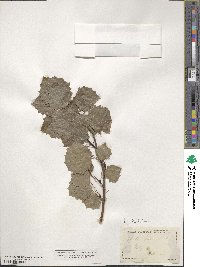 Populus tremula image