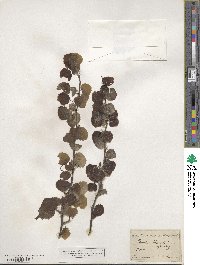 Populus tremula image