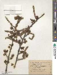 Populus tremula image