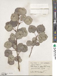 Populus tremula image