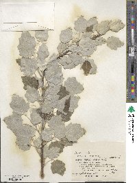 Populus alba image