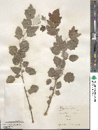 Populus alba image