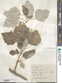 Populus alba image