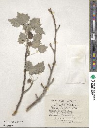 Image of Populus caspica