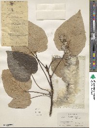 Populus ciliata image