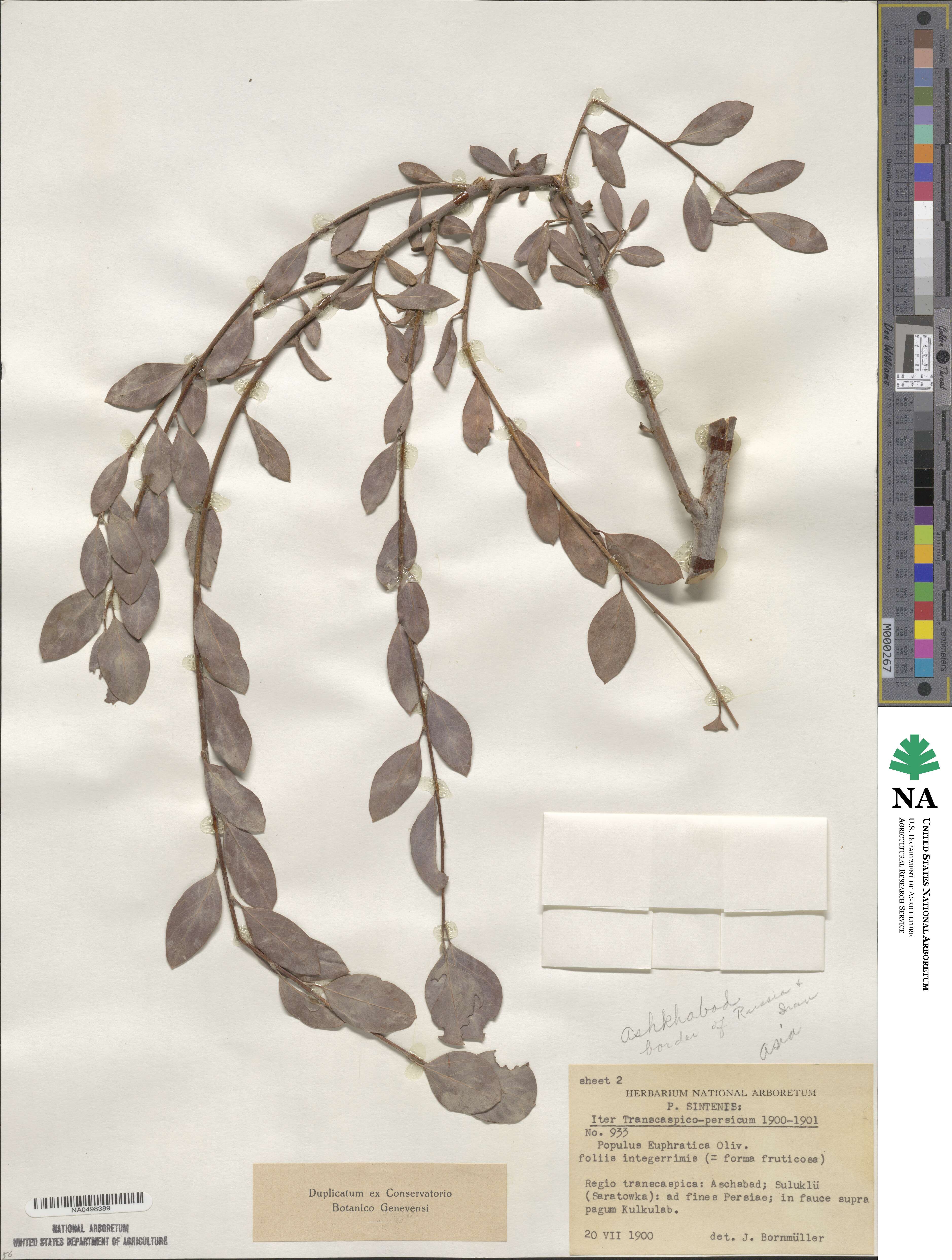 Populus euphratica image