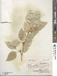 Populus laurifolia image