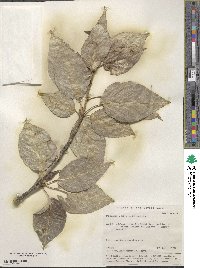 Populus laurifolia image